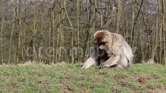 格拉斯银行的猴面包树-阿尔及利亚和摩洛哥的巴巴里猕猴视频