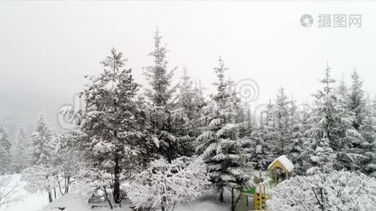 冬季喀尔巴阡山景观，白雪中的圣诞树..视频