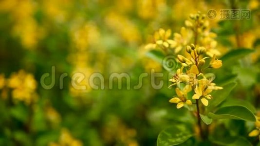 加尔菲米亚小黄花的春田。 星状金状的常绿灌木。视频