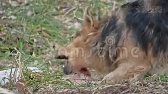 狗吃一块带户外骨头的肉视频