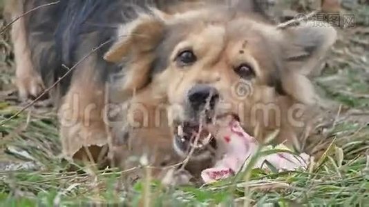 狗吃一块带户外骨头的肉视频