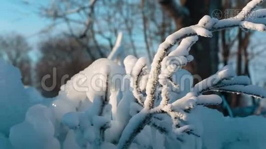 冰冻的树枝视频