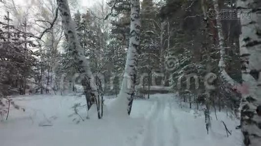 在美丽的冬季混合森林中滑雪道视频