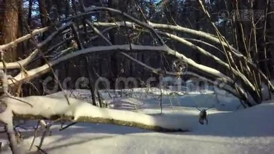 冬天的混合森林覆盖着白雪视频