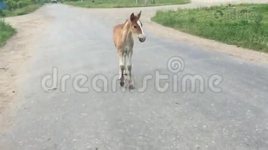 年轻的白驹在柏油路上行走视频