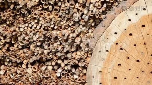 野生蜜蜂在由木材和竹棒制成的昆虫庇护所。 春天。视频