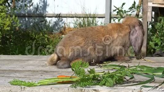一只松软的红兔子放在木板上视频
