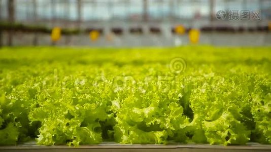 绿色沙拉的种植视频