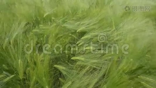 小麦栽培视频