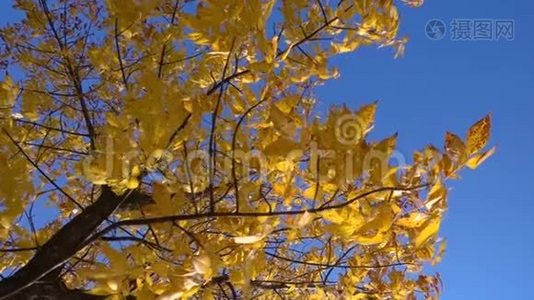 蓝天上有金色叶子的秋树视频