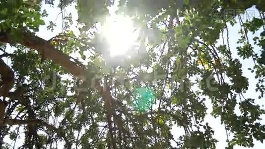 阳光透过树枝照射进来视频
