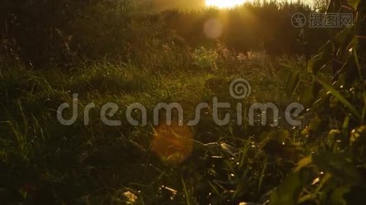 俄罗斯阿尔泰风景秀丽的日落中的野花视频
