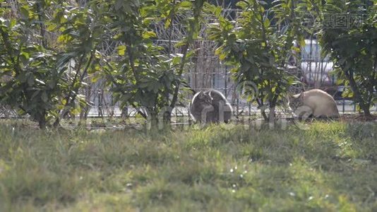 家庭园草地上的两只家猫视频