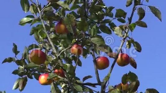 苹果树枝上的红苹果视频