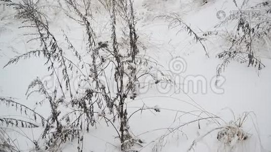 暴风雪中冬天的草地视频