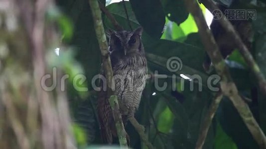 热带雪猫头鹰，梅格斯科普斯胆，栖息视频