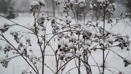 暴风雪中杂草覆盖了雪视频