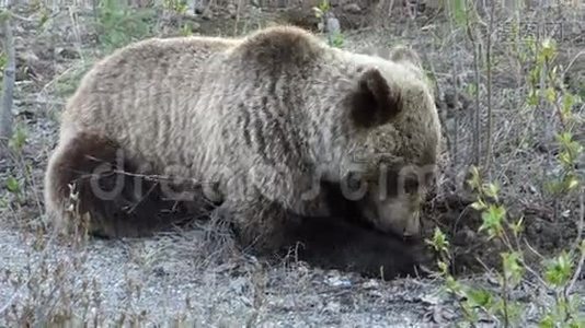 一只年轻的灰熊在尤肯地区挖根视频