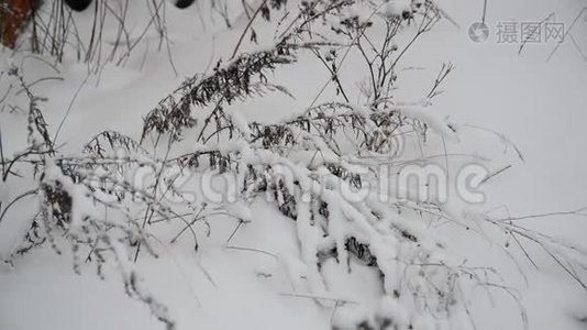 暴风雪中冬天的草地视频