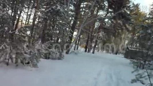 冬天的混合森林覆盖着阳光照亮的雪视频