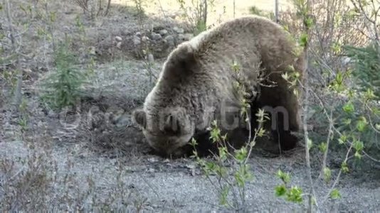 一只年轻的灰熊在尤肯地区挖根视频