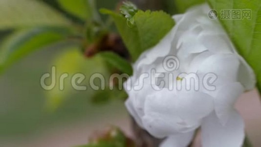 春天的白花甜樱桃。 特写视频
