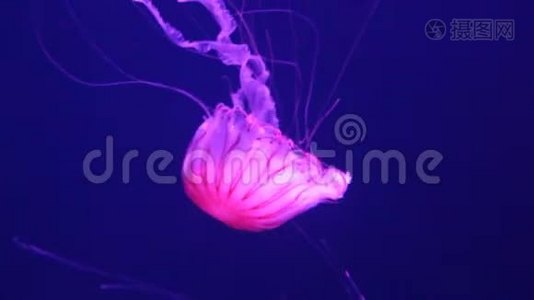 水母日本海游水下活生生，又名：北海荨麻，太平洋海视频