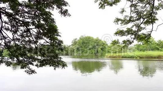宁静的花园有湖景，水，树木，灌木和风影响树叶。视频