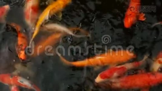 充满活力的七彩日本锦鲤鱼在传统的花园池塘游泳。 中国花剑在水面下。视频
