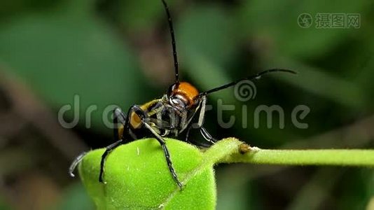 热带雨林树叶上的水泡甲虫。视频