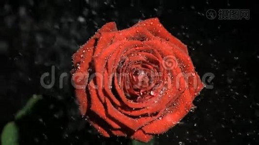 雨滴在一朵美丽的玫瑰上缓慢地流动视频