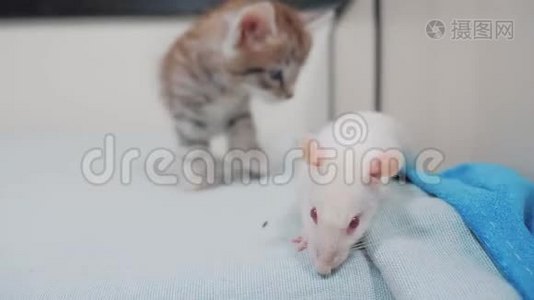 小黑条纹小猫在玩猎鼠游戏。 有趣的罕见视频小猫和一只老鼠在床上奔跑。 猫和猫视频