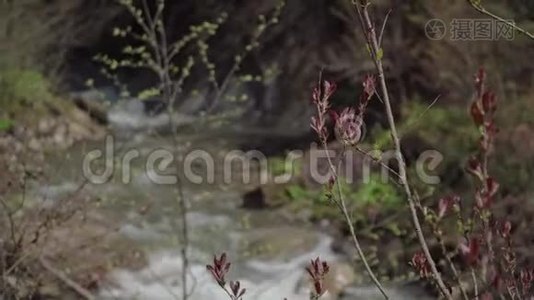 森林里狂风暴雨的山河.视频