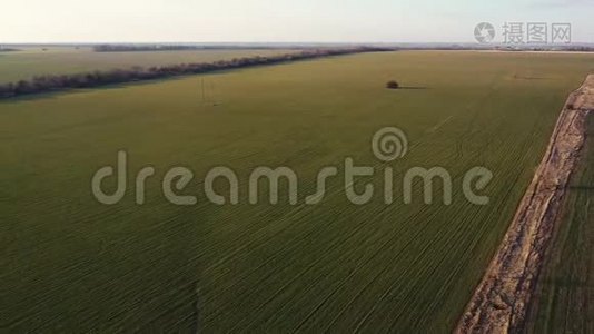 夕阳下一片绿野的无人机拍摄的视频视频