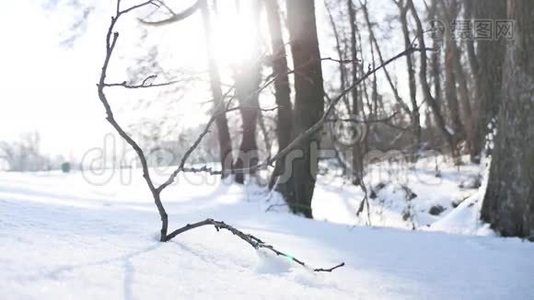 冬天树木枯枝阳光林雪，山水自然冻江视频