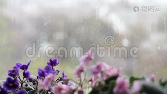 雨滴沿着窗户上的玻璃流下来。 窗台上开着粉红色和紫色的美丽花朵视频