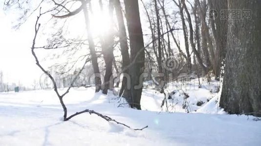 树木冬天干燥的森林树枝阳光雪，景观自然冻结了河流视频