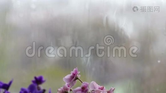 雨滴顺着窗户上的玻璃流下来。 窗台上开着粉红色和紫色的美丽花朵视频