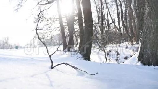 树木冬天干燥的森林雪枝阳光，景观自然冻结了河流视频