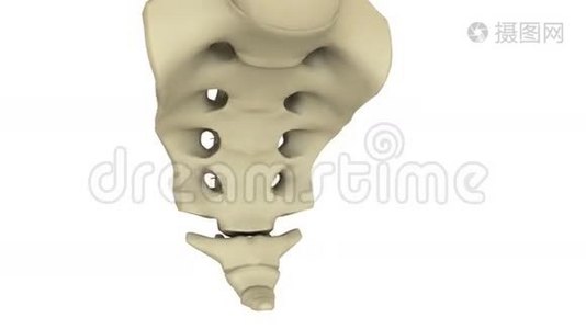 脊柱模型视频