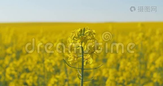 盛开的菜籽油田。 在夏天的田野上。 亮的黄色菜籽油.. 开花的油菜籽。视频