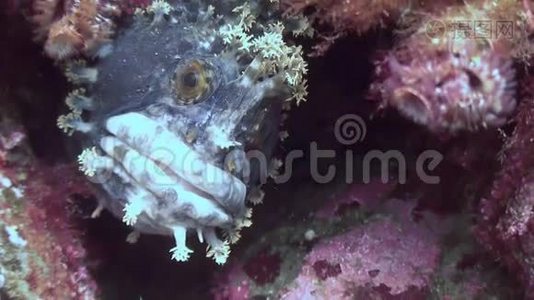 鱼狗躲在海底的岩石里。视频