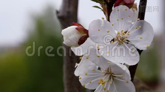 春天的白花甜樱桃。 特写视频