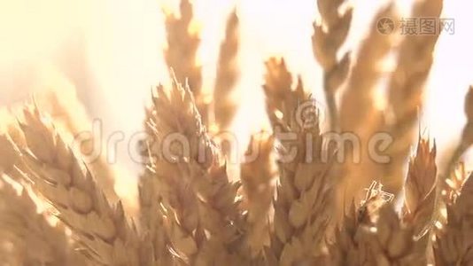 阳光下的麦穗视频