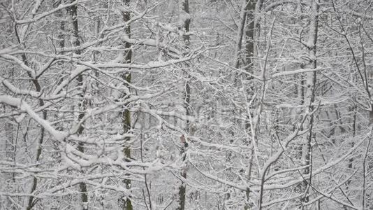 白雪覆盖的落叶林视频