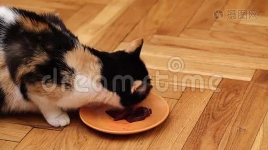 混合繁殖的猫食视频