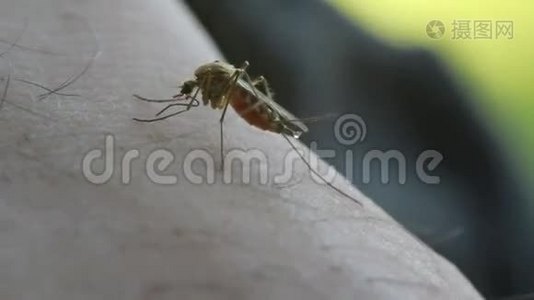 吸血蚊子视频
