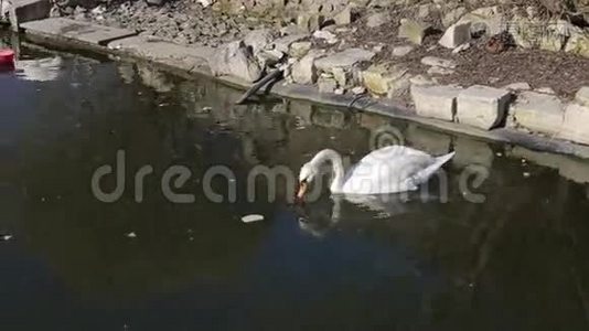 一只白天鹅在湖中的暗水上游泳视频