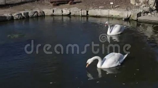 一只白天鹅在湖中的暗水上游泳视频