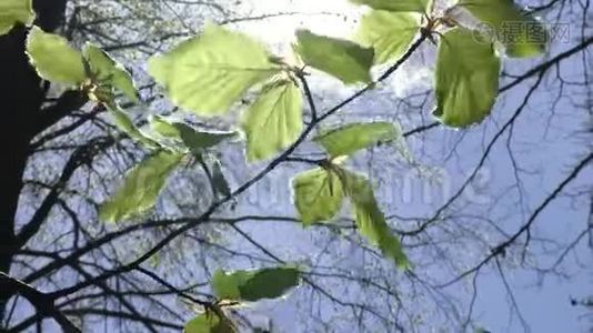 树和树叶对抗蓝天。 自然开始开花.. 春天视频